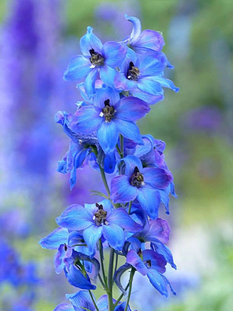 Blue Delphinium
